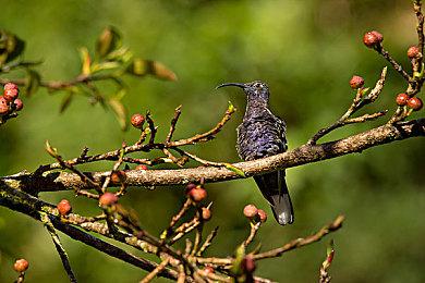 《塞伯利亚之谜：之前的世界》12月10日将在PC发布 2022登陆主机平台 